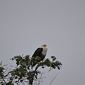 "African Fish-Eagle" St. Lucia, South Africa